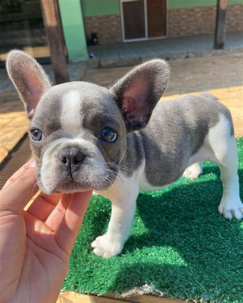 Craigslist french - French Bulldog 7mo F Fixed / Vax / Chip / Papers. $1,500. east san diego county